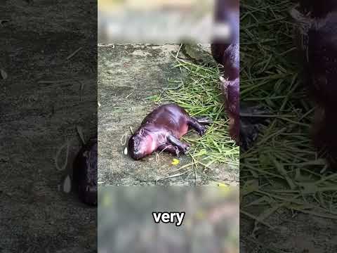 These Hippos Love Their Keeper 