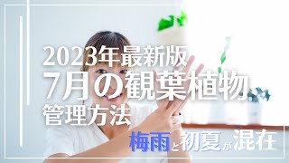 【梅雨なのか？夏なのか？ 】観葉植物の7月は臨機応変さがカギ