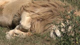 Что за лев такой сладко спит?)