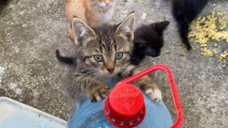 Funny Kittens playing. These kittens are incredibly beautiful.