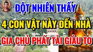 ĐỘT NHIÊN 4 CON VẬT NÀY ĐẾN NHÀ, ĐỪNG ĐUỐI CHÚNG,ĐIỀM BÁO GIA CHỦ SẮP ĐỔI ĐỜI GIÀU TO - Lời Phật Dạy