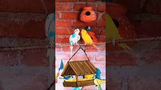 🦜রঙিন বাজিগার পাখি সুন্দর মুহূর্ত💖📈#shorts #trending #budgies #birdcare #youtubevideo