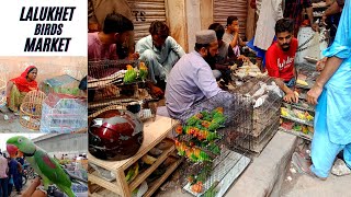 Biggest Birds Market Lalukhet Karachi Reasonable Price All Bird Lori Cockatoo Lovebirds