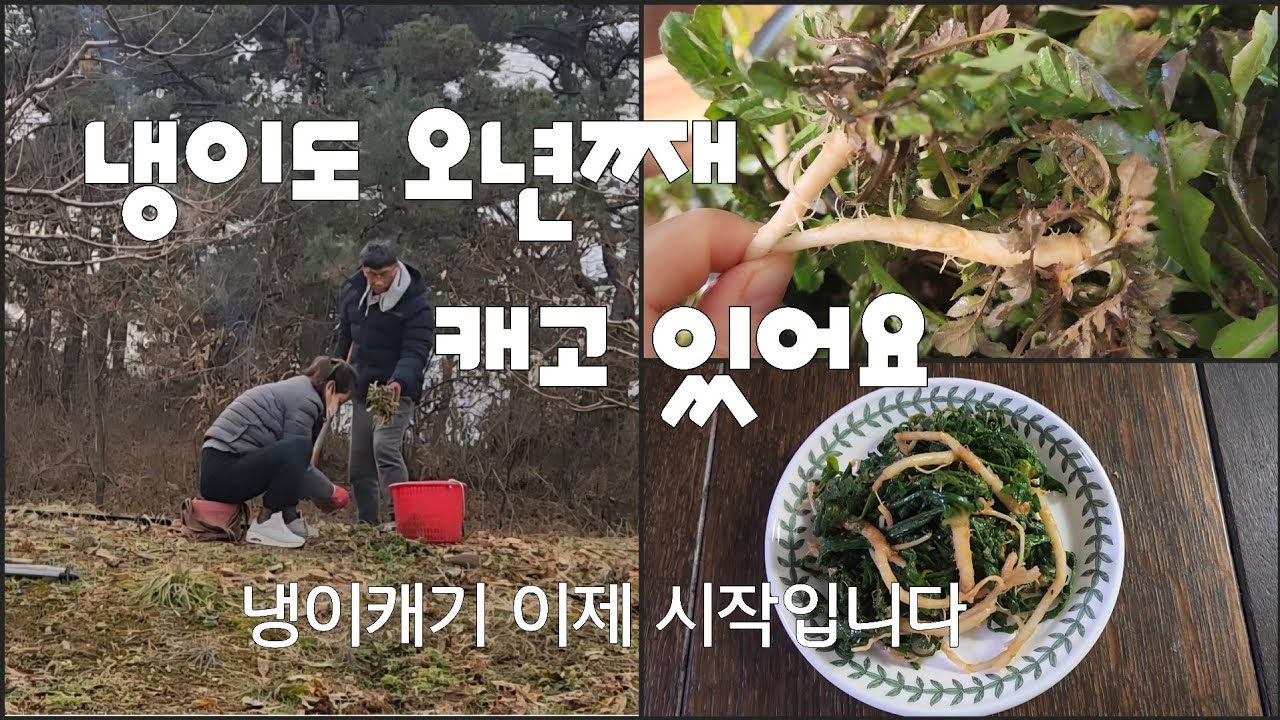 냉이 캐기/ 냉이 다듬기/ 냉이 무치기