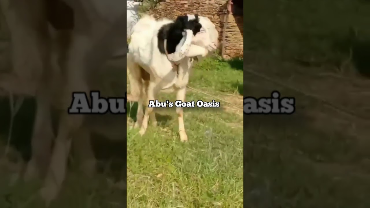 "Active Kota Male | 4 Teeth | 38” Height | 60–65kg | Perfect for Ethical Buyers"Cont: +918657231366