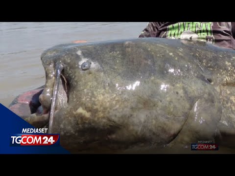 Video: Pesce mostro del mare profondo. Pesce mostro di fiume