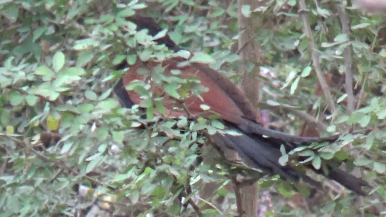 Greater Coucal | Crow Pheasant 