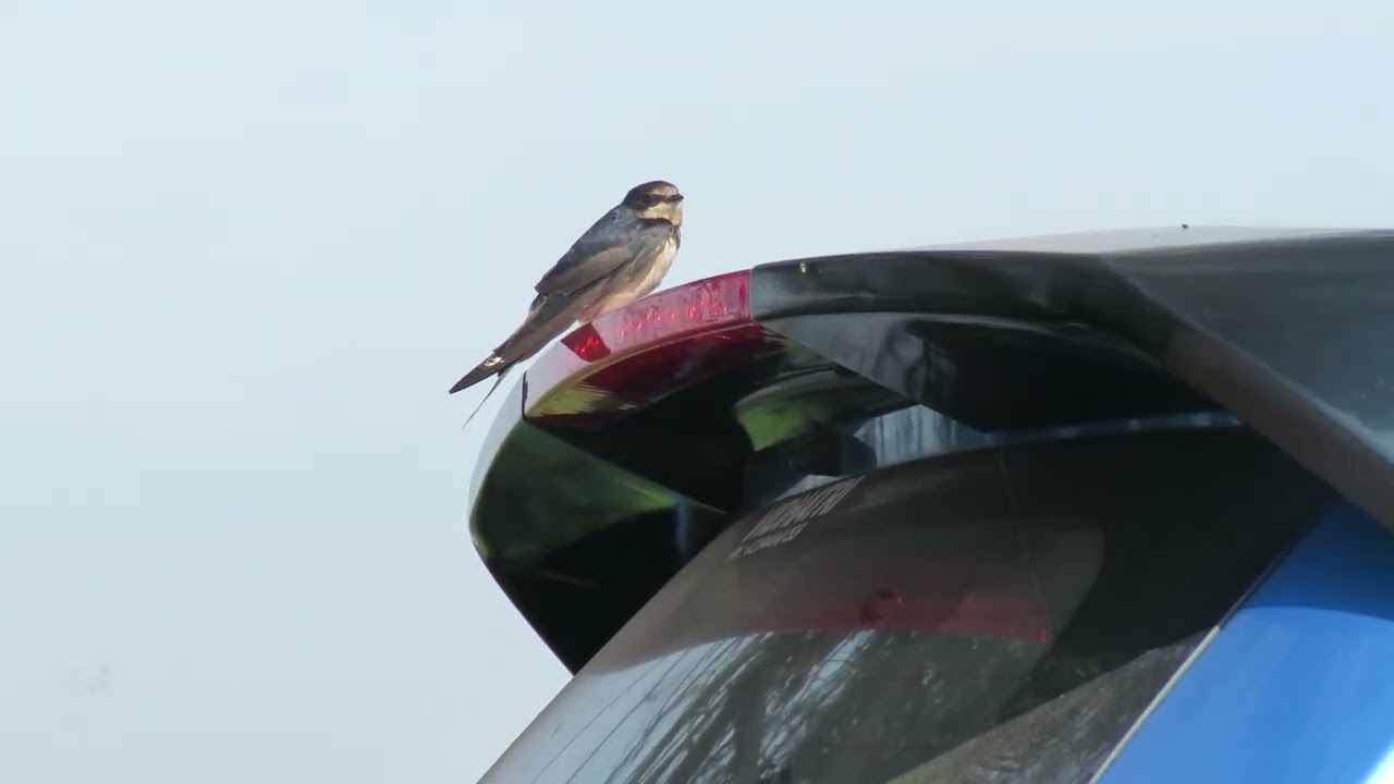 MVI 0115 Young Barn Swallow unable to fly well:   Hoskote Kere, DMW, 091124