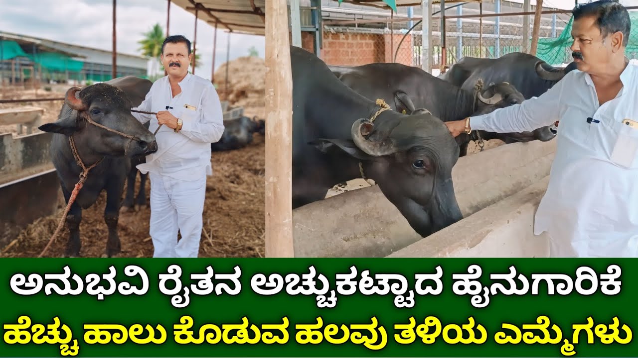 ಅನುಭವಿ ರೈತನ ಅಚ್ಚುಕಟ್ಟಾದ ಹೈನುಗಾರಿಕೆ | ಹೆಚ್ಚು ಹಾಲು ಕೊಡುವ ಹಲವು ತಳಿಯ ಎಮ್ಮೆಗಳು | buffalo farm in kannada