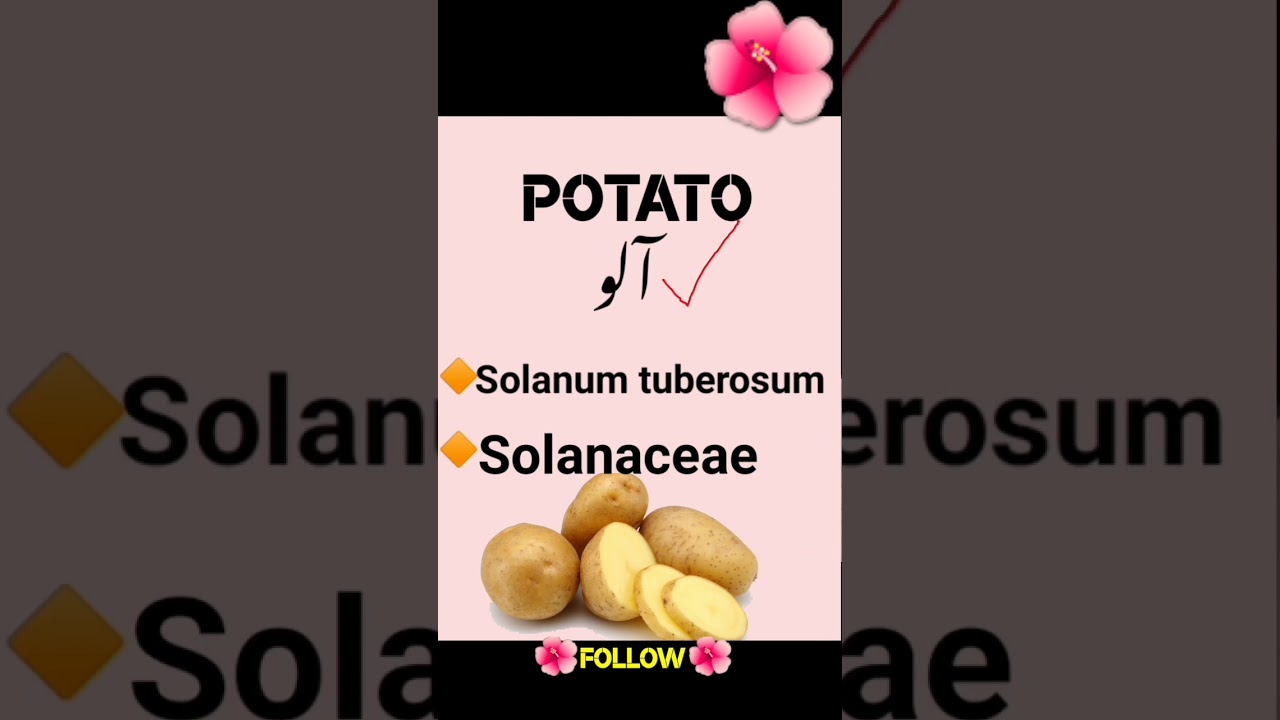 potato ka botanical name and family #potatofamily #potato #nomenclature  #plants #ytshorts #viral - YouTube