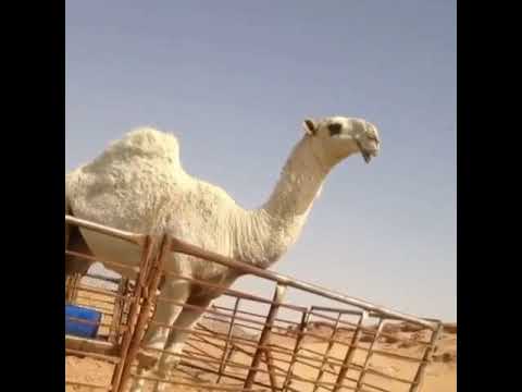 لهابه بنت حراق الضويلع 