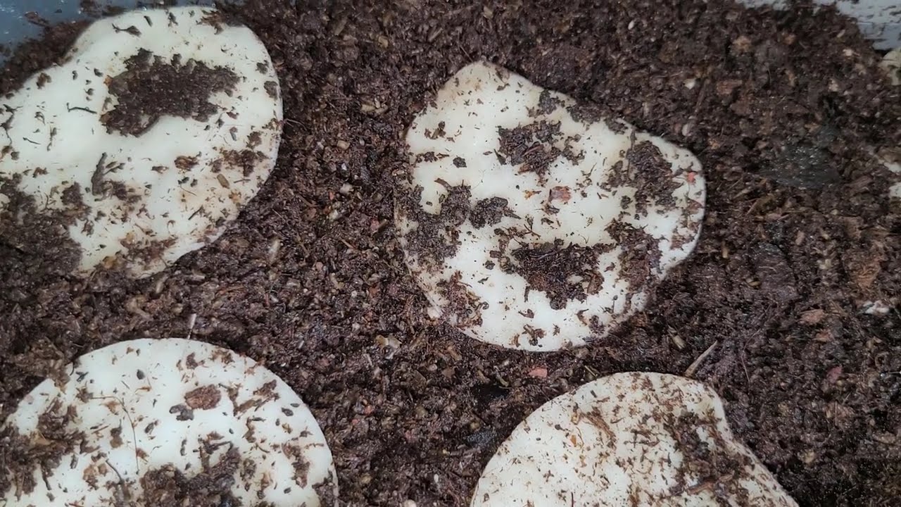 Terrarium - L'élevage de stratiolaelaps