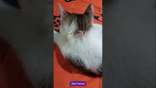 Kucing Lucu Eza Ada Luka di Punggungnya Hir Sembuh Short Shorts By Rian Farizal
