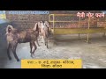 Sirohi goats for sale at satara maitri goat farm