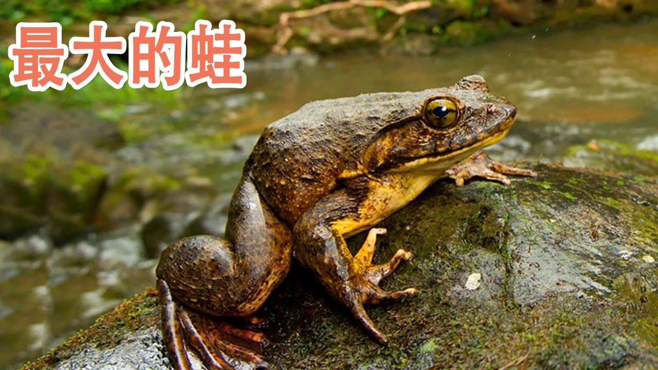 最大的蛙 巨谐蛙 Youtube
