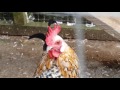 Youtube Thumbnail title