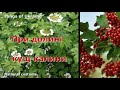 Україна Ukraine Пісні України При долині кущ калини Songs Of Ukraine Vita St Україна Ukraine Пісні України При долині кущ калини Songs Of Ukraine Vita St