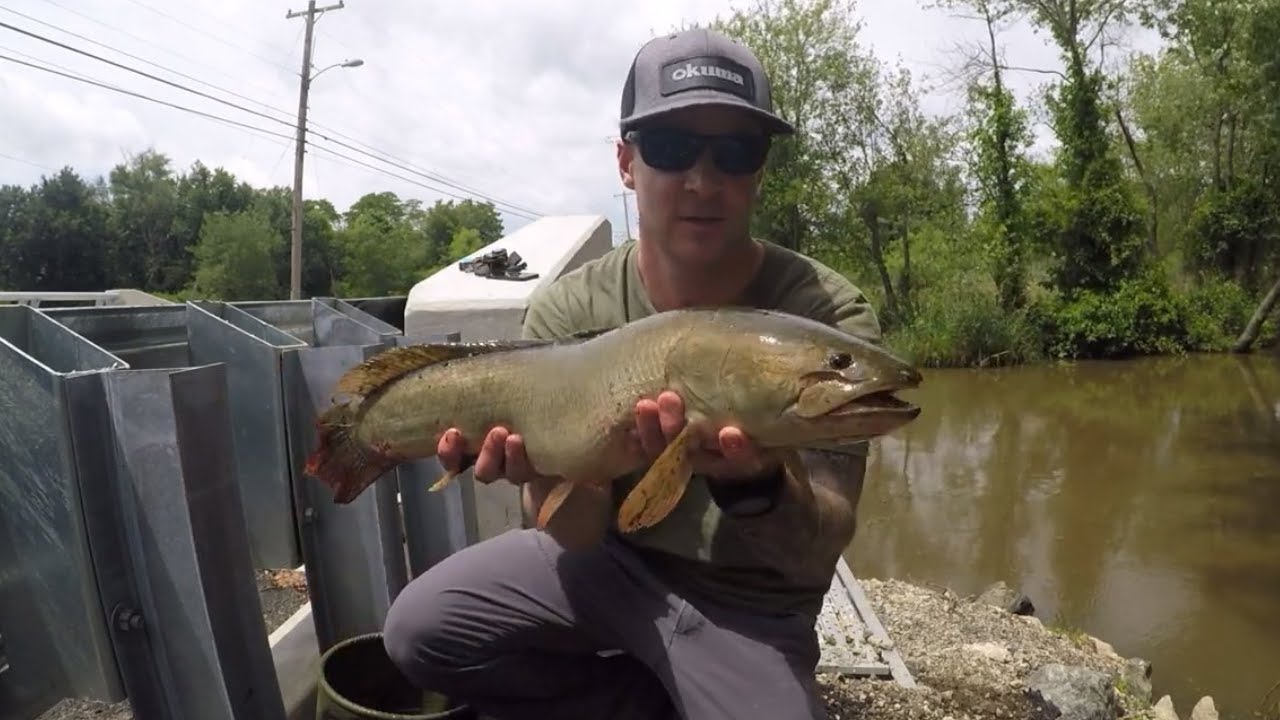Catching Bowfin and Bass Using Cut Bait