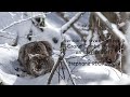 Ref:GYCa2jbkYyA Rencontre avec un lynx � grand combe des bois en janvier 2017
