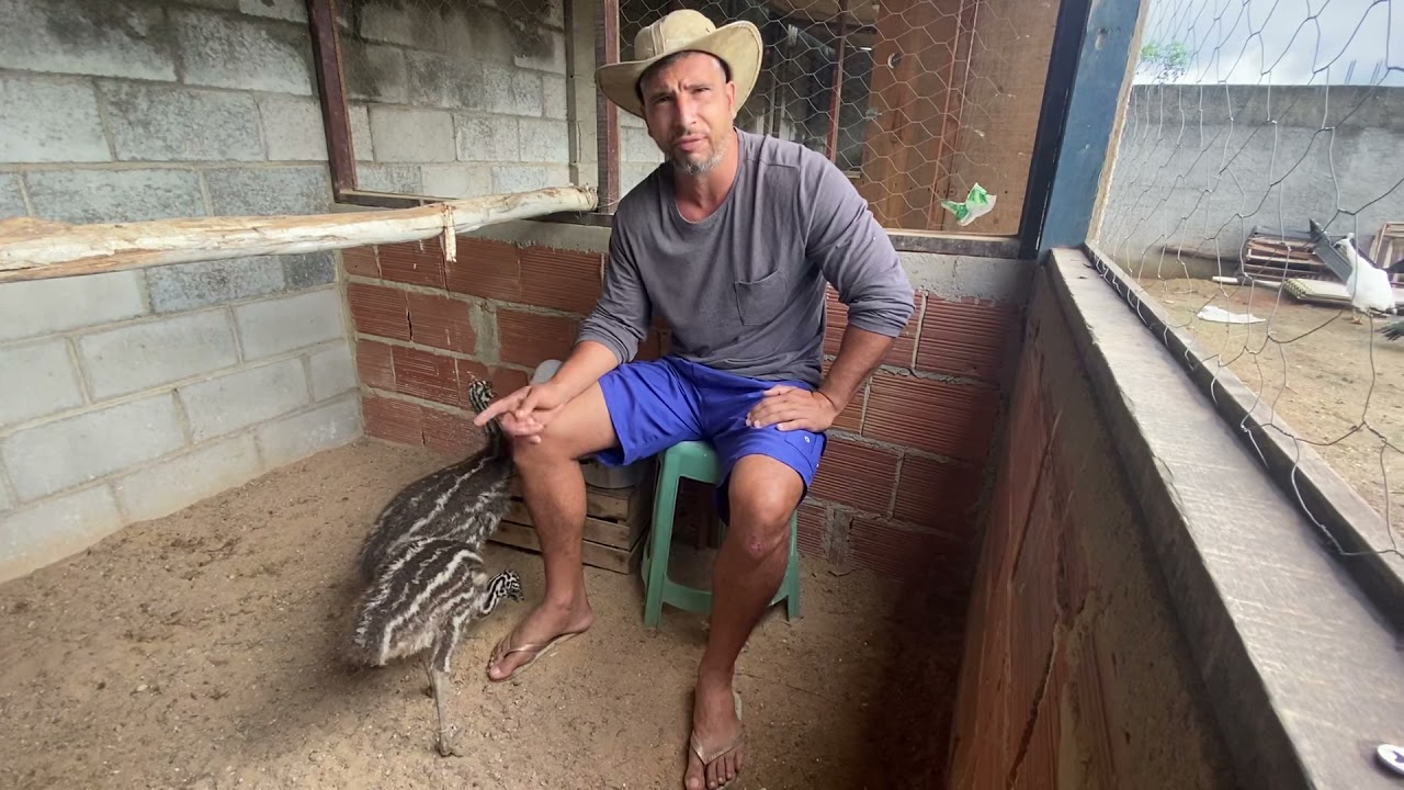 Filhotes de emus australianos!