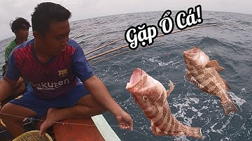 Câu Cá Côn Đảo - Gặp Ổ Cá Bống Mú |Câu Mực Biển Tây
