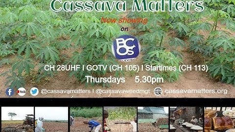 Cassava Matters TV promo