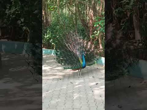 world's most unique and beautiful peacock #birds #nature