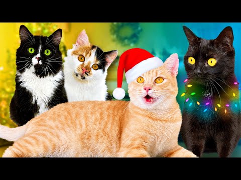 Новый год с новорожденными котятами и нашими домашними животными / SANI vlog