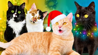 Новогодние 24 ЧАСА с новорожденными котятами и нашими домашними животными / SANI vlog image