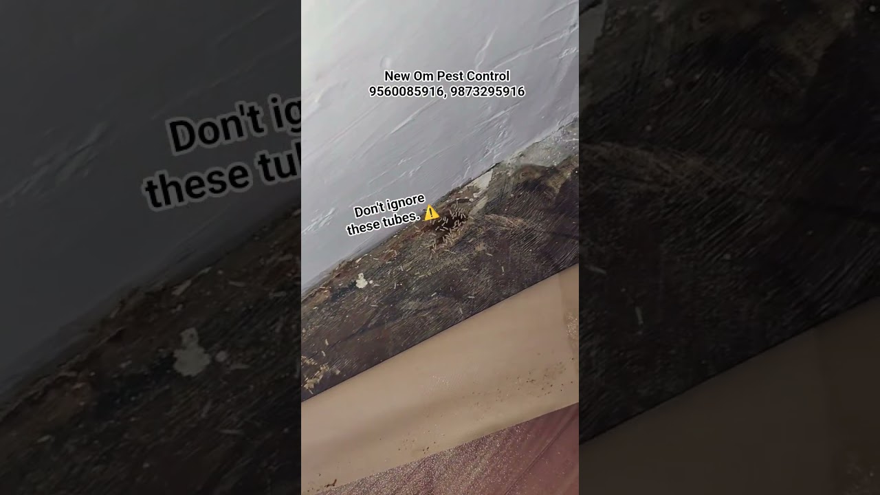 Don't Wait Until It's Too Late: Termite Control Now! 🕰️ 