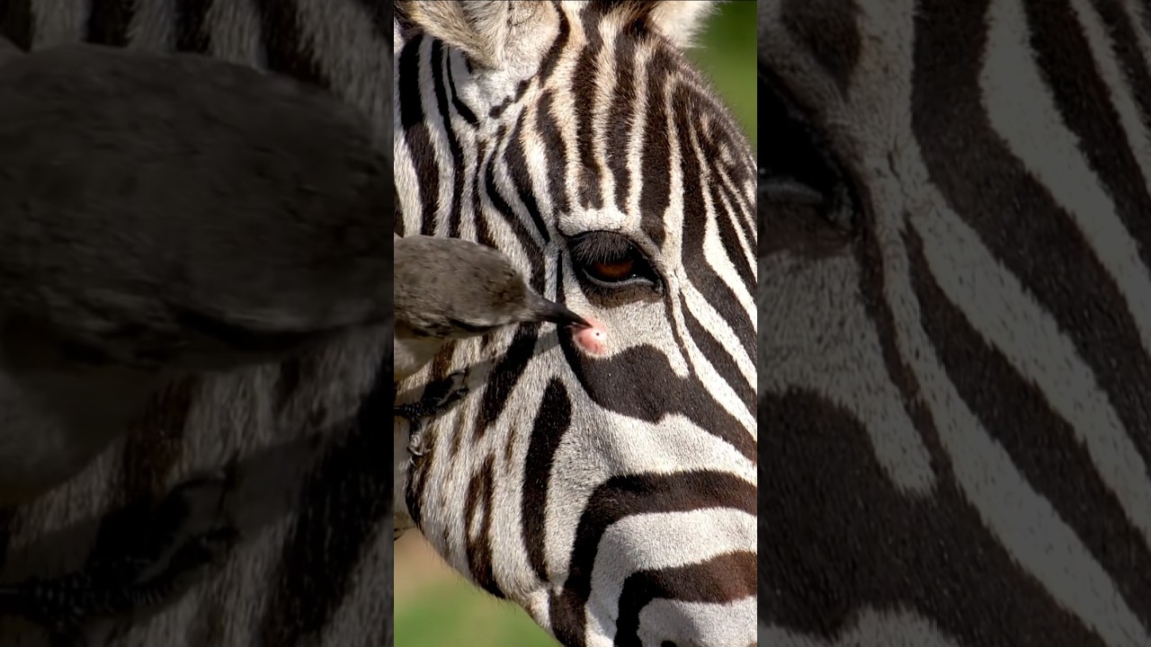 Cute sparrow rescue zebra 🦓 