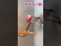 オウムの1日はこんな感じにスタート♪【おしゃべりモモイロインコの春ちゃん】#shorts #オウム飼育　#javawood #パーチ