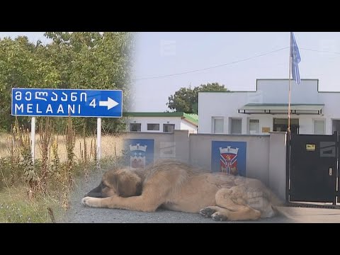 ცოფის გავრცელება კახეთში | გურჯაანის 2 სოფელი, შესაძლოა, კარანტინში აღმოჩნდეს