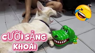 Những khoảnh khắc mèo chó hài hước nhất 2025 😼🐶 Nếu bật cười là bạn thua