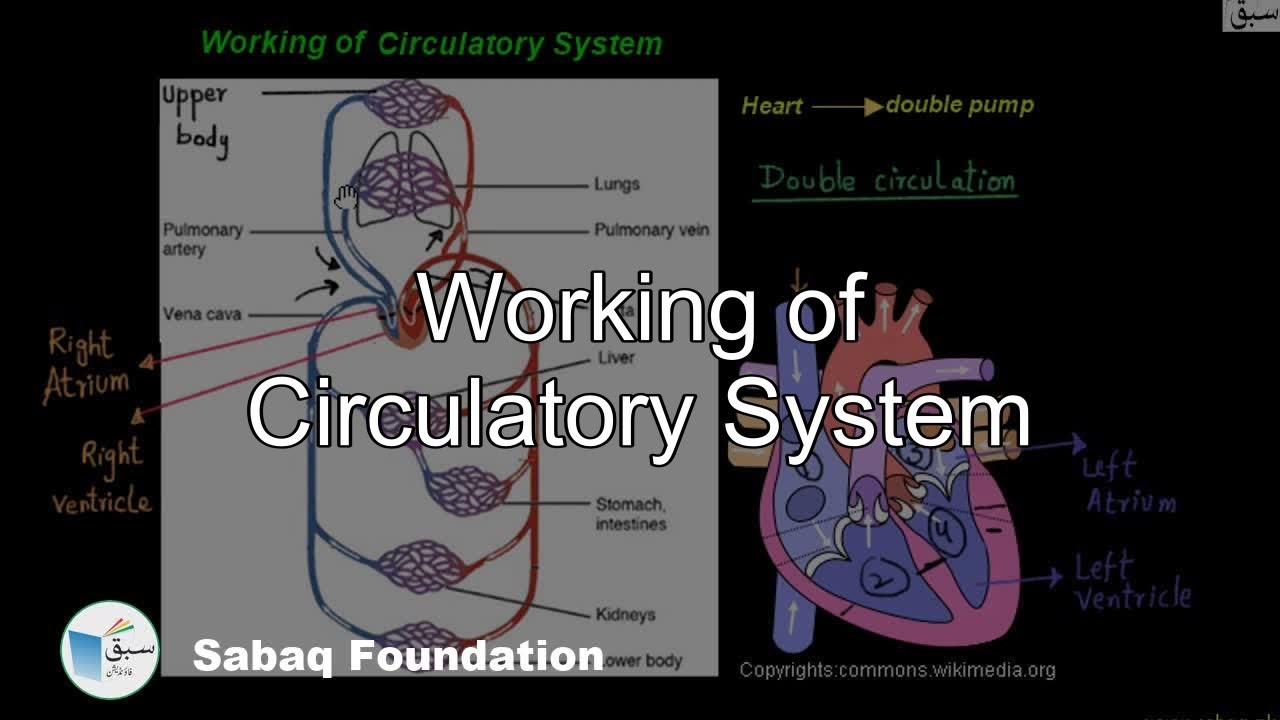 Working of the Blood Circulatory System , General Science Lecture