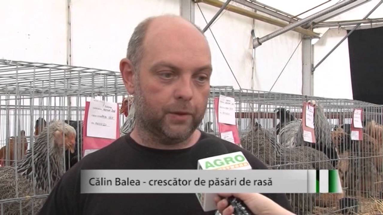 Afacerile cu păsări de rasă, exotice şi profitabile 1 Afacerile cu păsări de rasă, exotice şi profitabile YouTube player