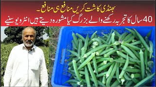 bhindi ki kasht karin manafa hi manafa | 40 saal ka tajruba rahkny waly shaks ka interview