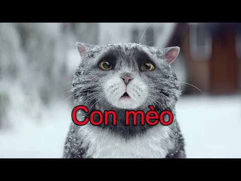 Video Tiếng kêu của con mèo meo meo và hình ảnh đẹp dễ thương - youtube