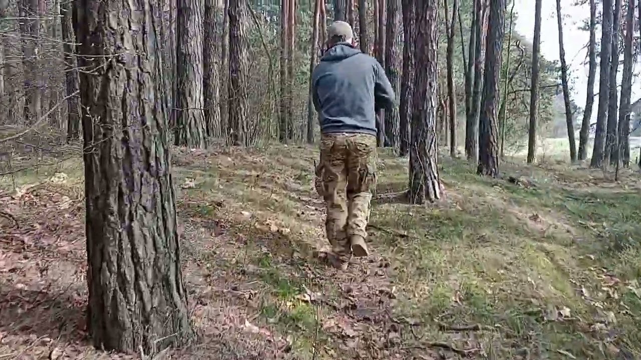 Tropienie Polski Spaniel Myśliwski Swiergotek z Żywieckiego Boru