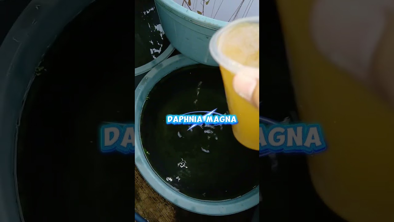 CARA PEMBERIAN PAKAN KUTU AIR YANG MENGGUNAKAN FERMENTASI DEDAK PADI FULL AIR 