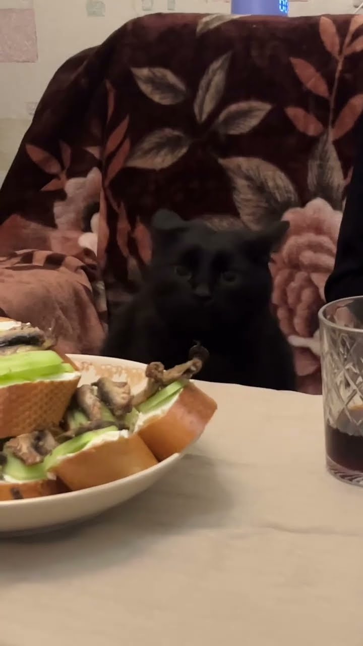 C magnifique vidéo chat noir ????