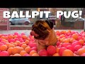 Dog in ball pit pangpangs playful day out  funnydogs