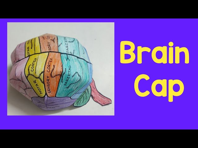 How to make brain cap ? | DIY Brain model - YouTube how-to-make-brain-cap-diy-brain-model-youtube