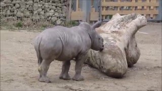 Handreared white rhino calf Kibo