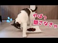 かりんとうを自分のう〇ちと勘違いして急いで隠そうとする猫