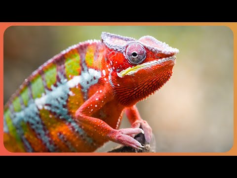 Nature's Hidden Assassins: How Camouflage Makes Animals the Ultimate Hunters