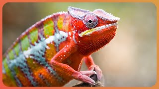 Nature’s Hidden Assassins: How Camouflage Makes Animals the Ultimate Hunters