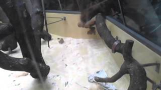 Baby Chimpanzee Gets Rejected