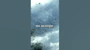 Дождь из пауков