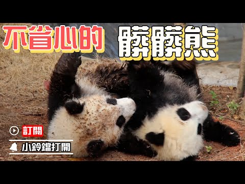 《熊貓早晚安》洗不乾淨的熊貓寶寶請讓我統一帶回家 | iPanda熊貓頻道